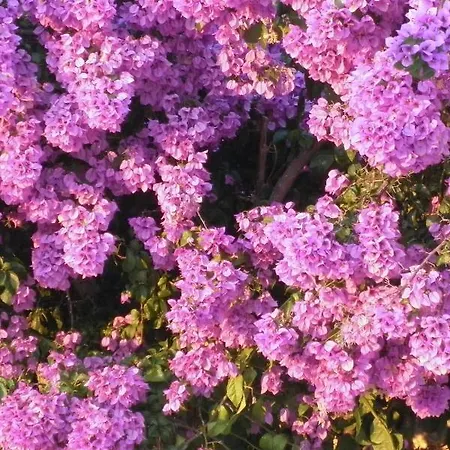 Bugenvila